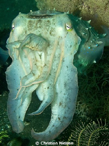 Cuttlefish
Olympus E330, 14-54mm, single Ikelite DS125 S... by Christian Nielsen 